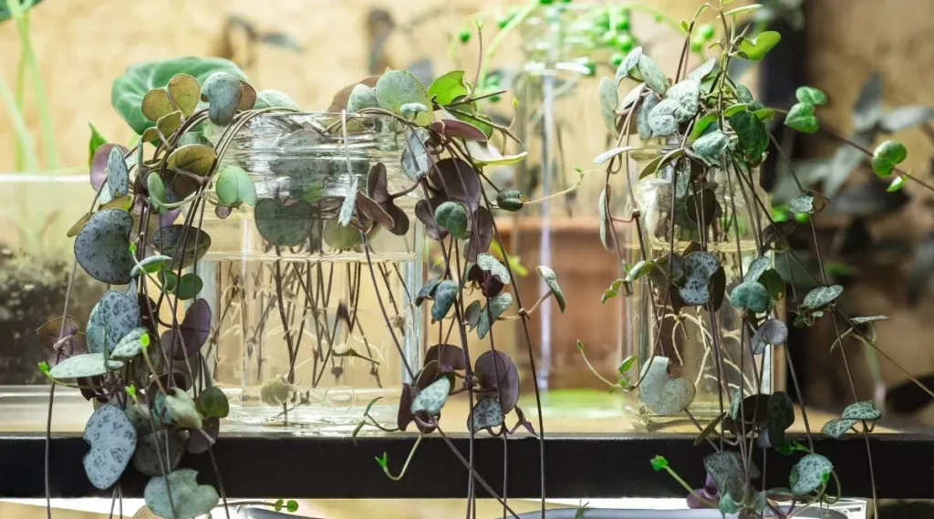 How To Propagate String Of Hearts