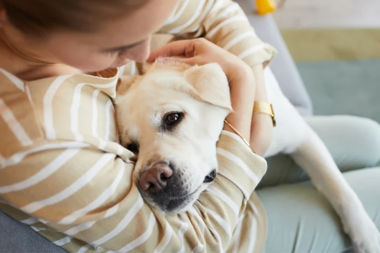 How To Comfort A Dog In Heat