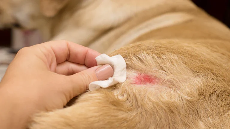 How To Clean A Dog Wound