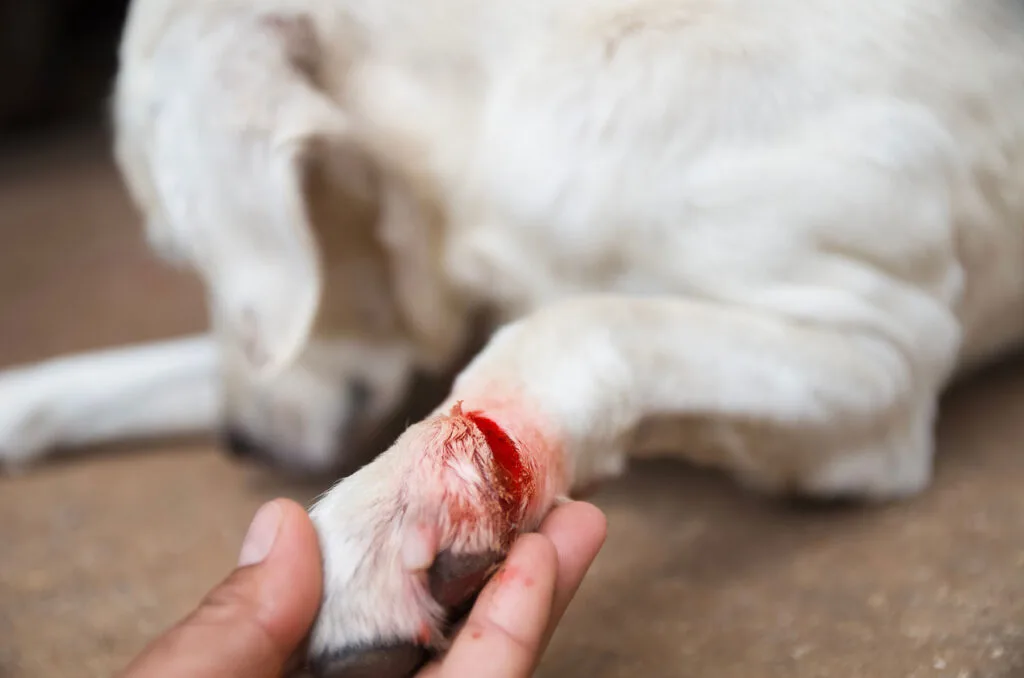 Dog wound