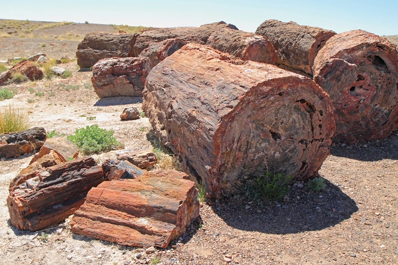 How To Identify Petrified Wood