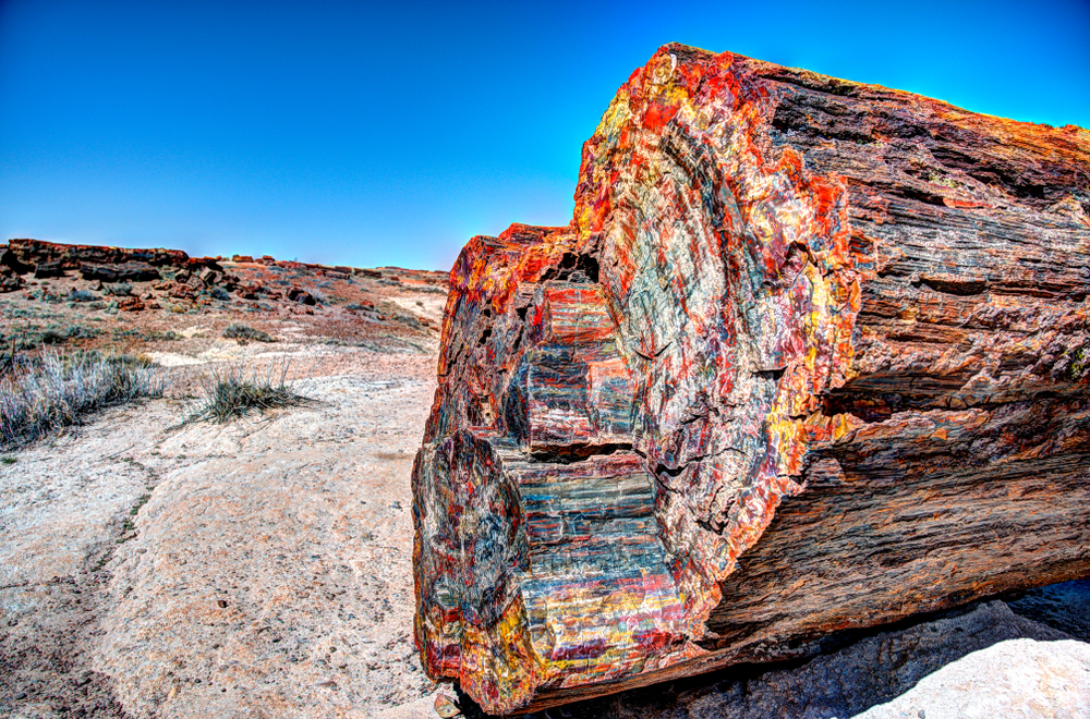 How To Identify Petrified Wood