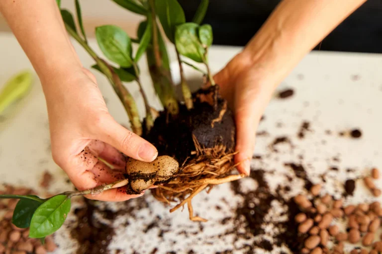 How To Propagate ZZ Plant How To Propagate ZZ Plant