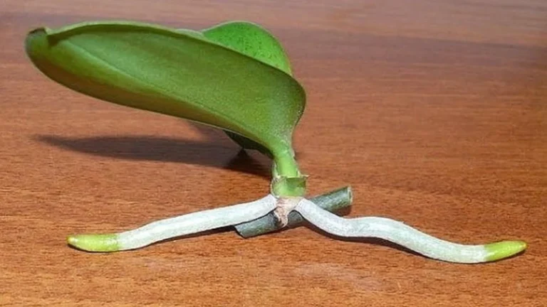 How To Propagate Orchids